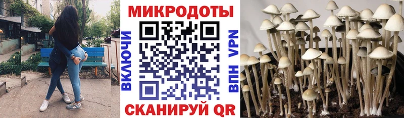 Галлюциногенные грибы Psilocybe  Кемь 
